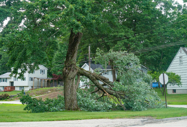 Seasonal Cleanup (Spring/Fall) in Central, TN