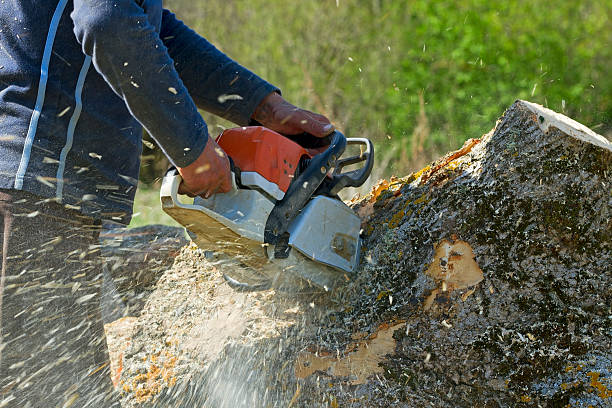 How Our Tree Care Process Works  in  Central, TN